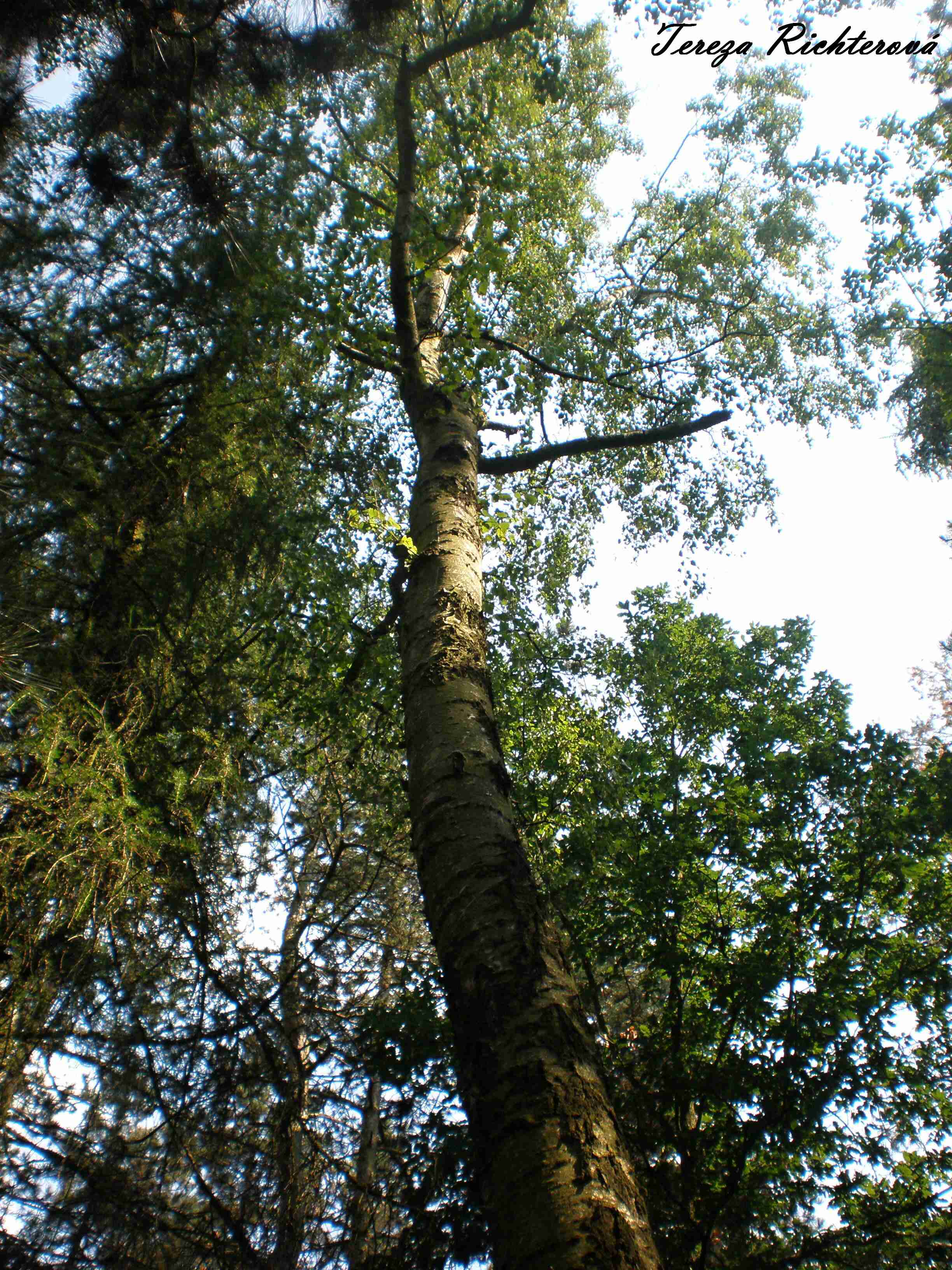 p6260108