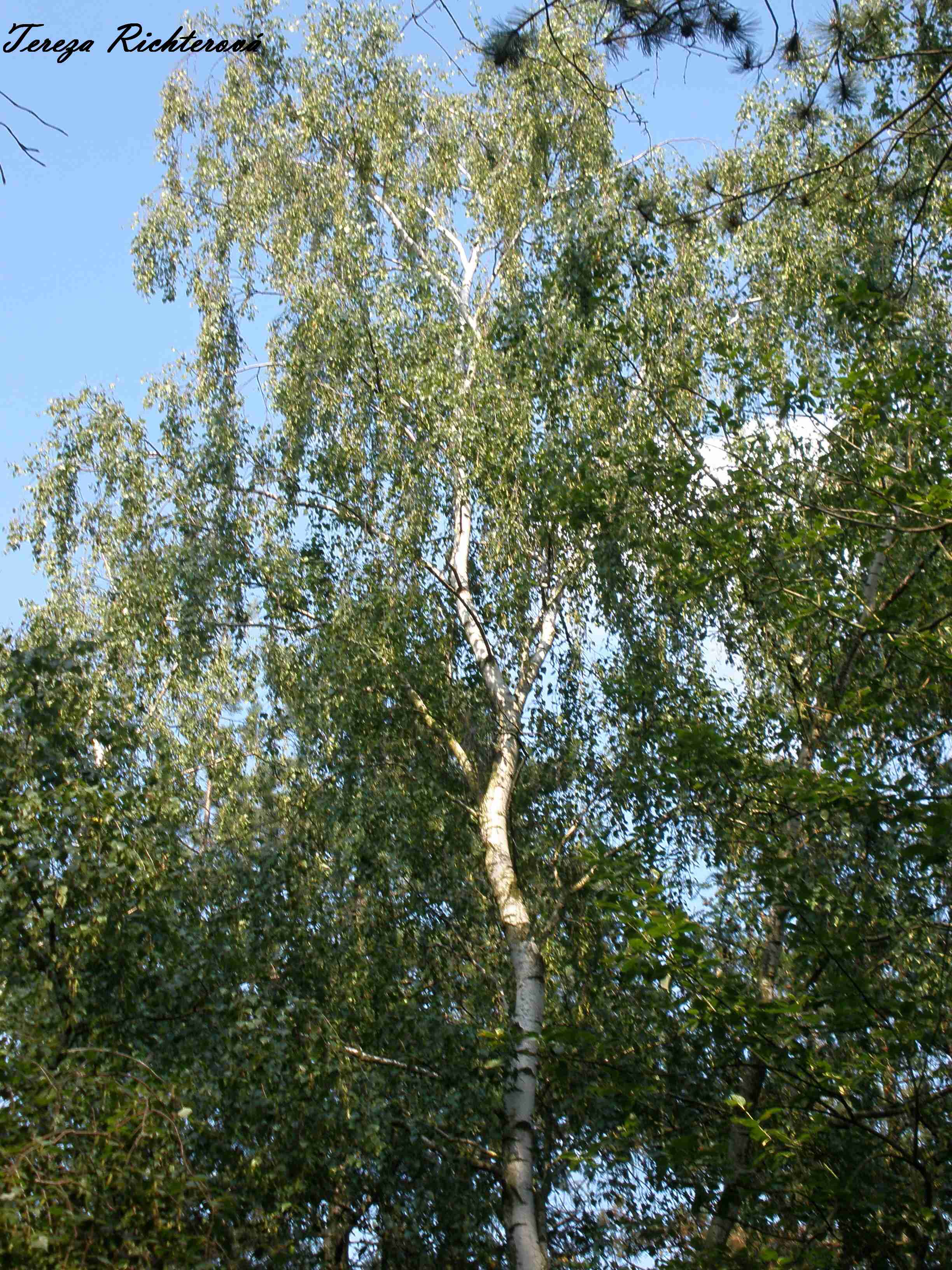 p6260179