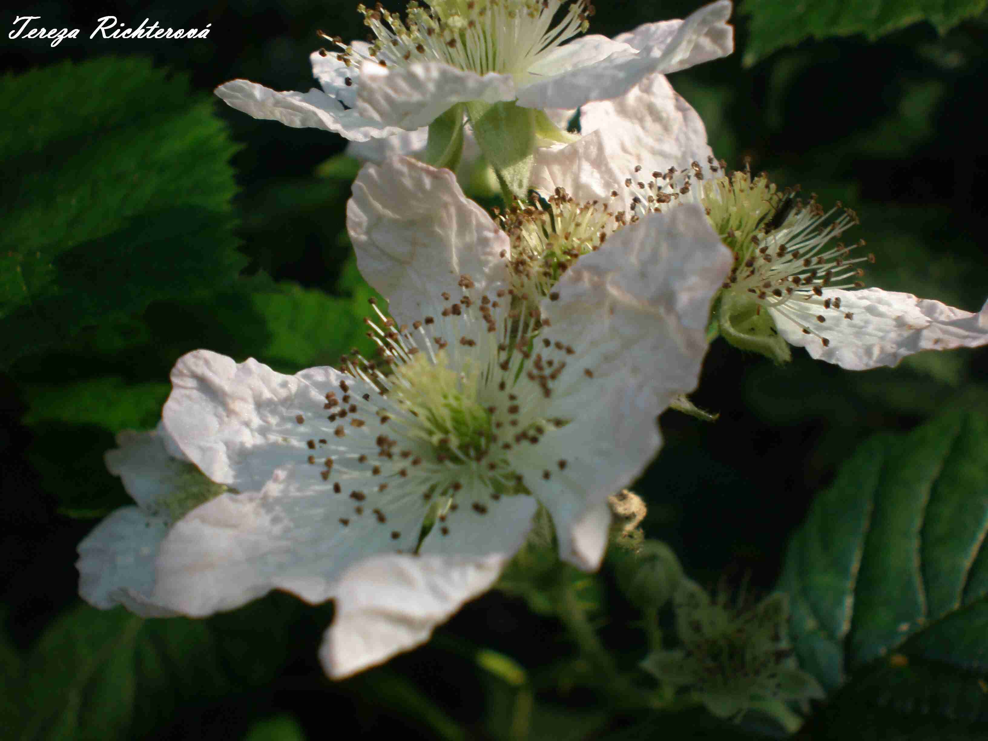 p6260204