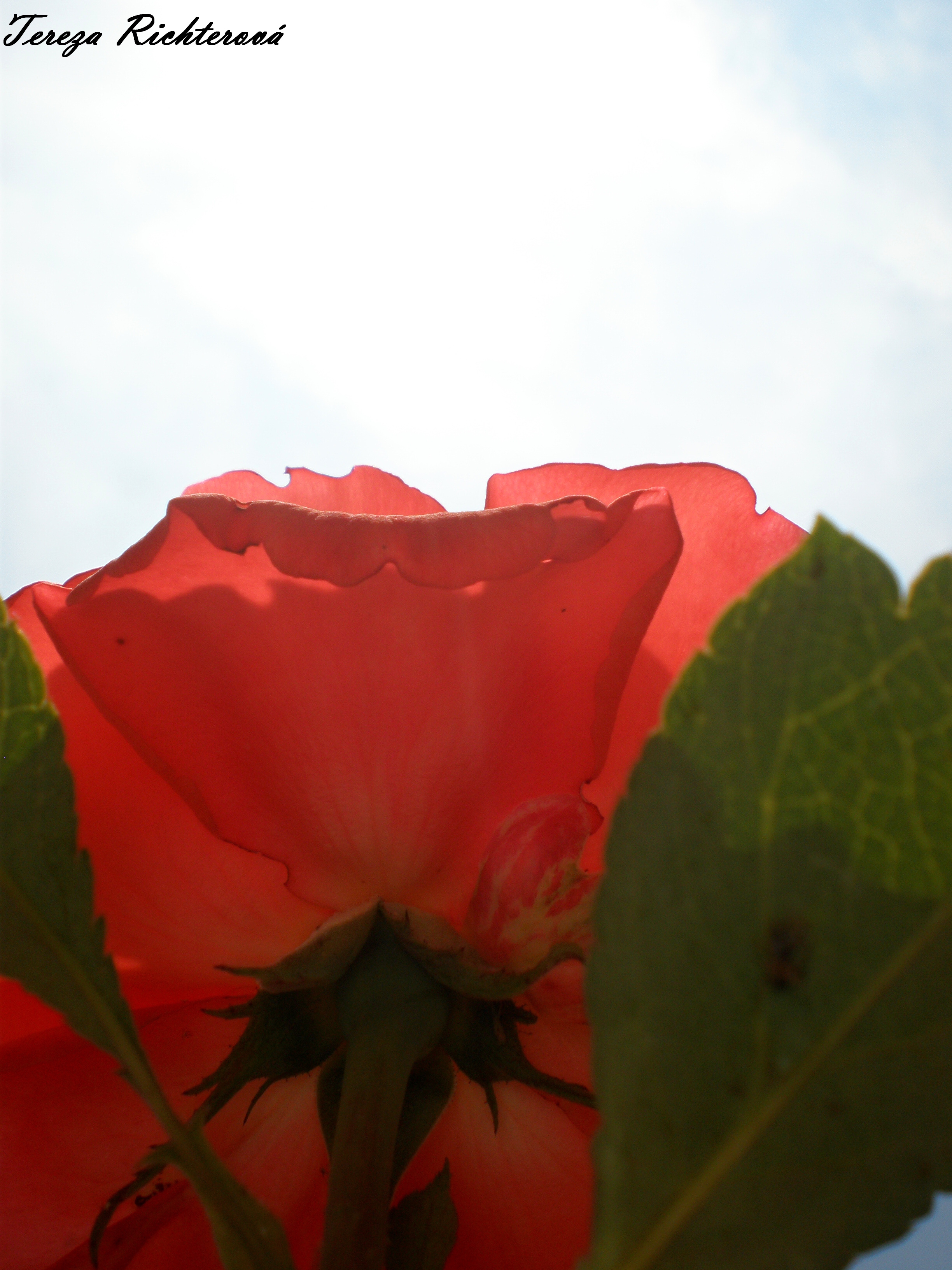 p7040034