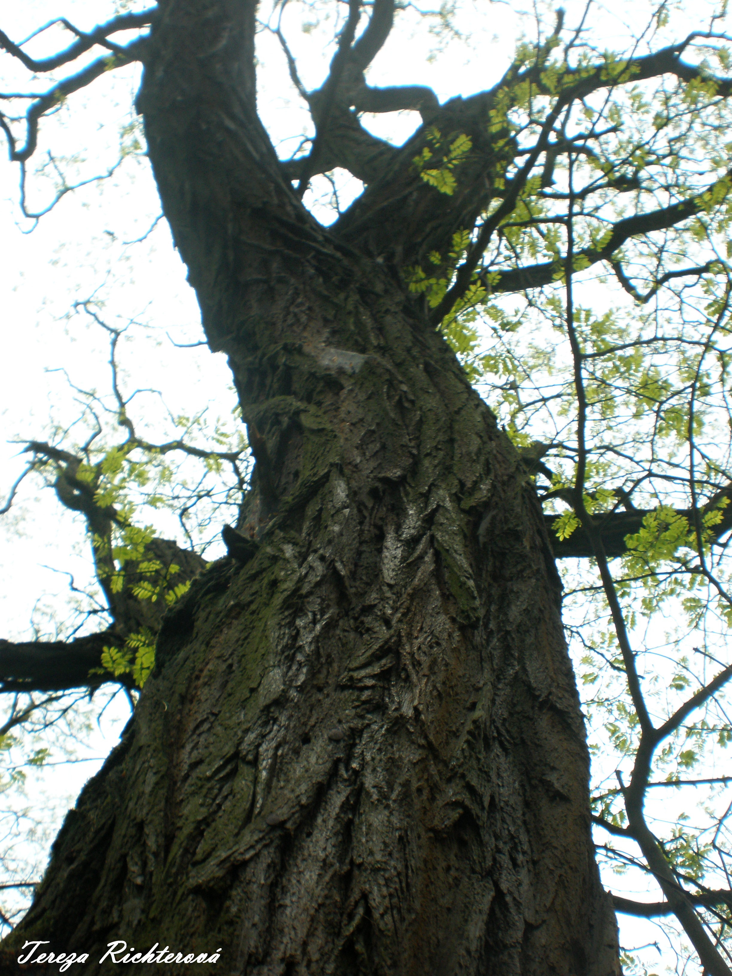 p5210077